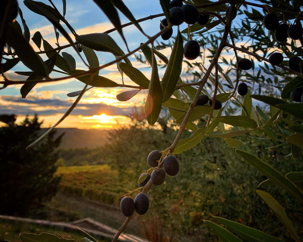 Olivi toscani